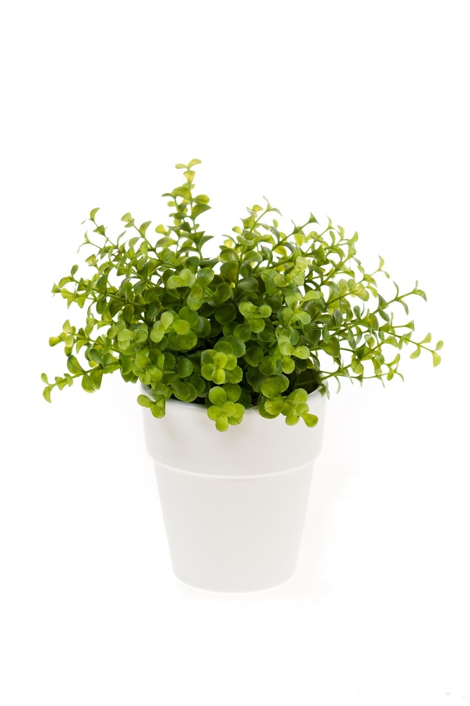 Eucalyptus en pot blanc artificiel