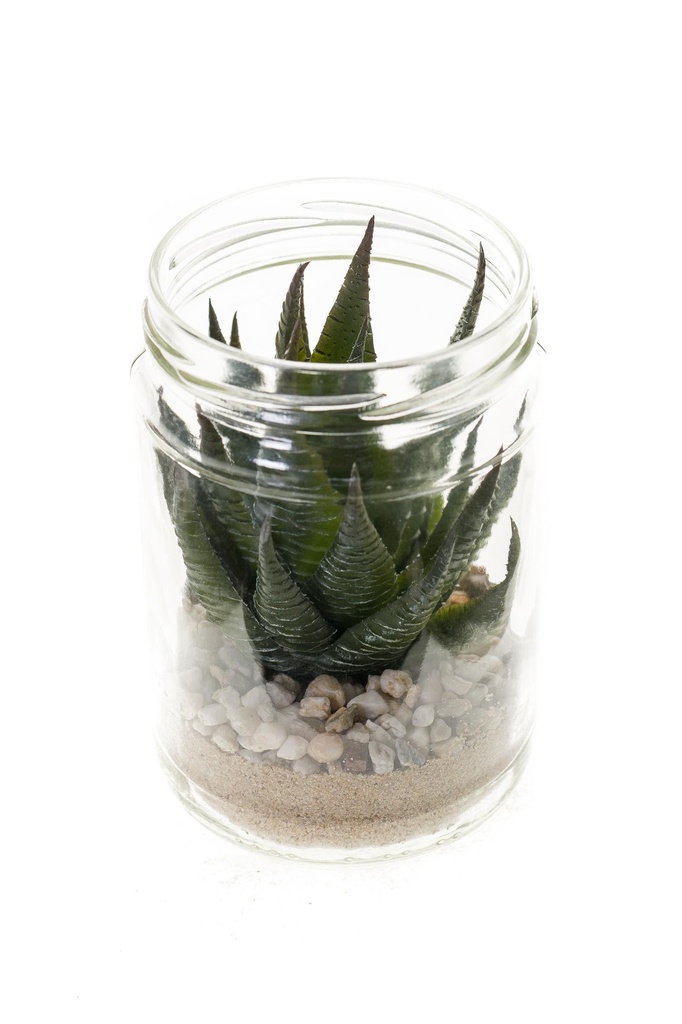 Haworthia pot en verre artificiel