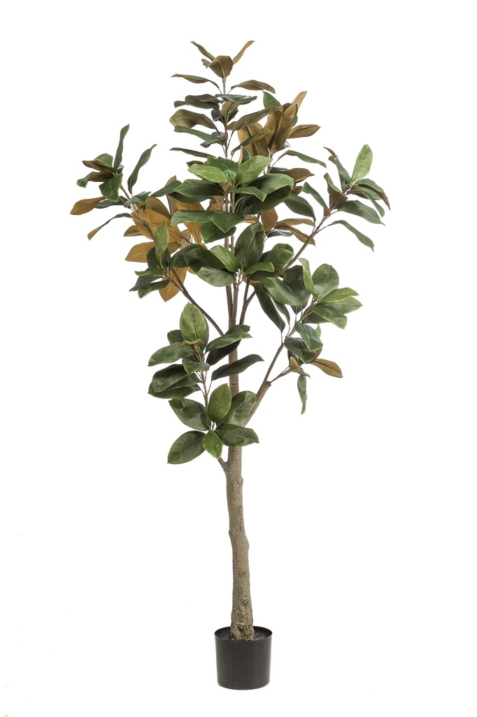 Magnolia Denudata artificiel