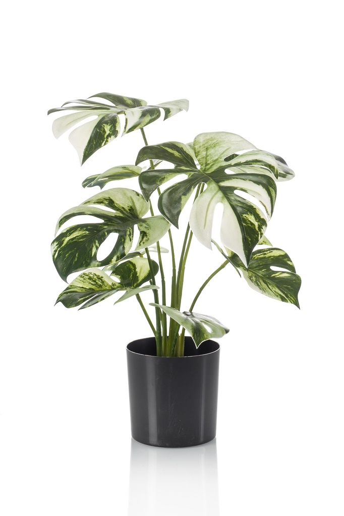 Monstera panaché en pot artificiel