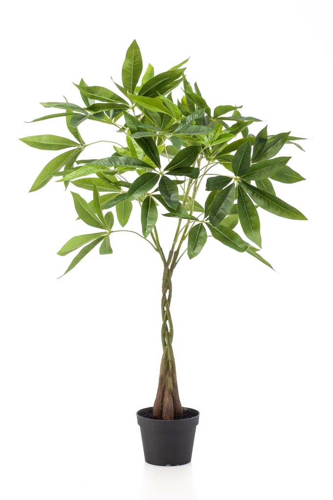 Pachira artificiel
