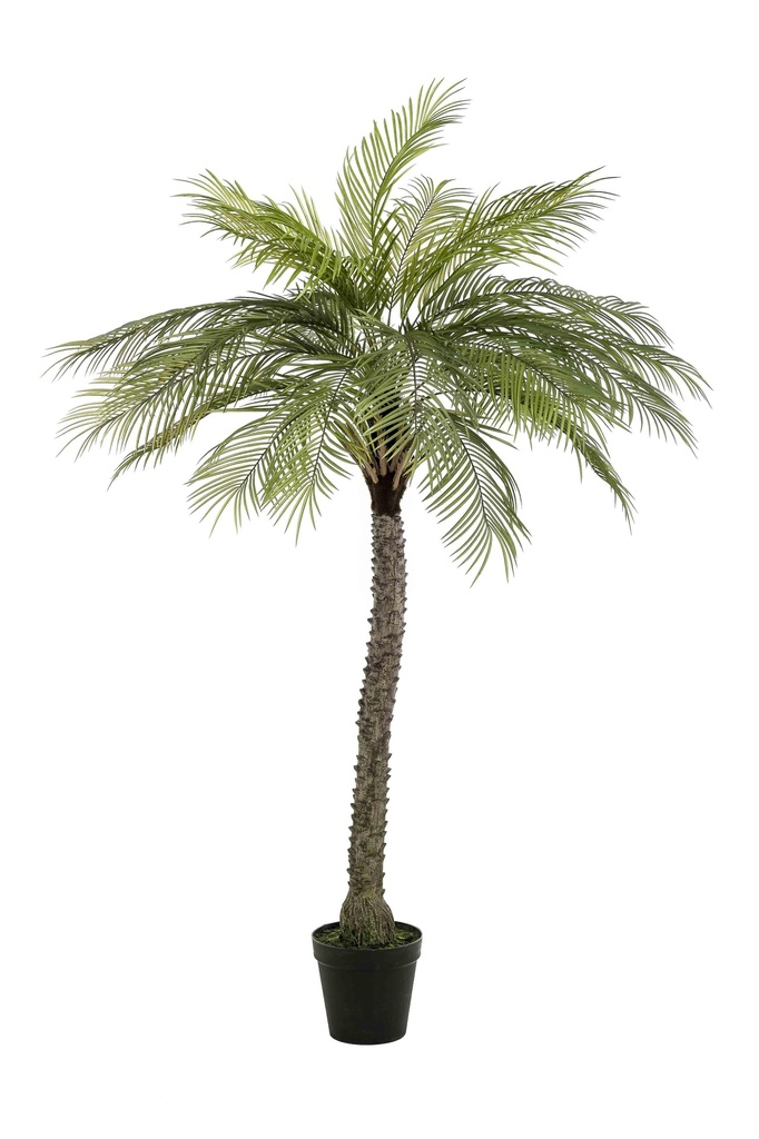 Palmier Phoenix deluxe artificiel