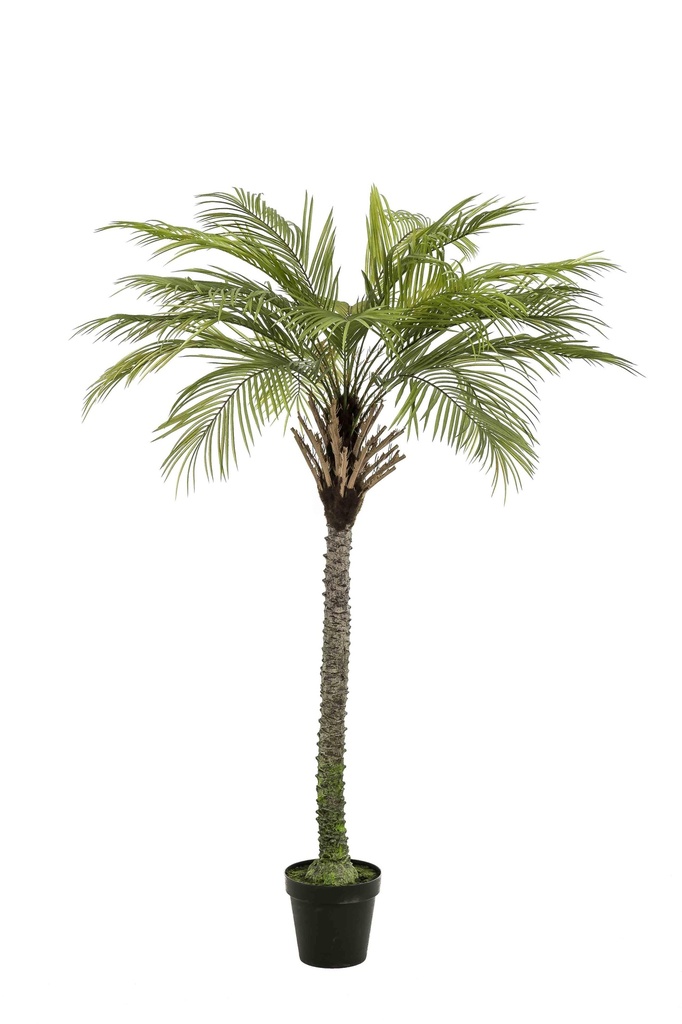 Palmier Phoenix deluxe artificiel