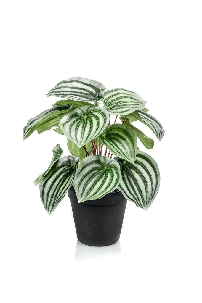 Peperomia pot noir artificiel
