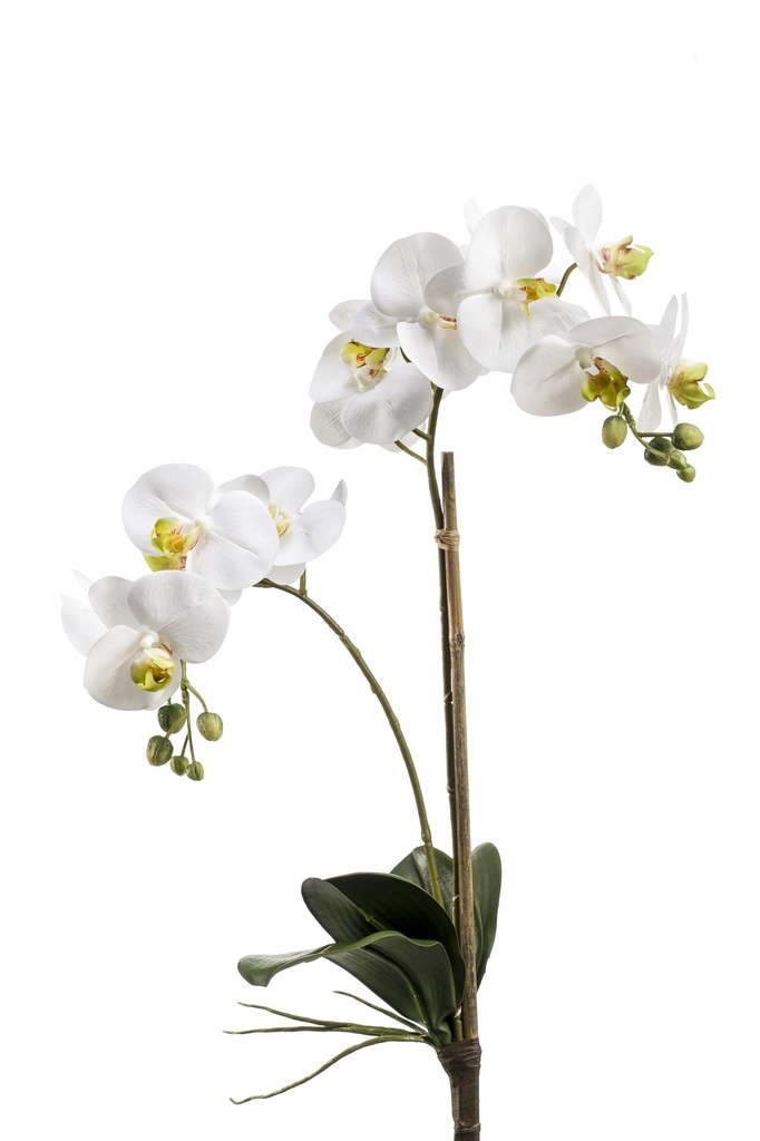 Phalaenopsis 2 branches avec feuilles sans pot artificiel
