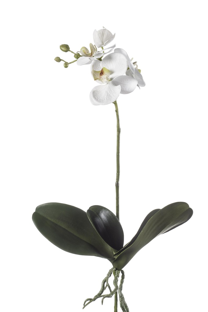 Phalaenopsis avec feuille sans pot artificiel