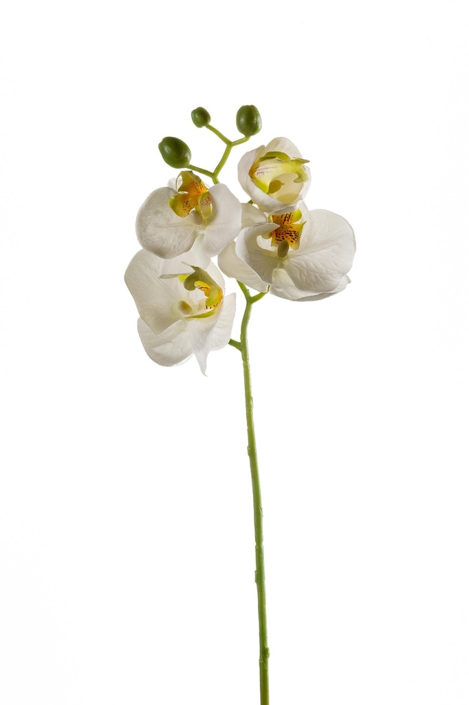 Phalaenopsis en branche artificiel
