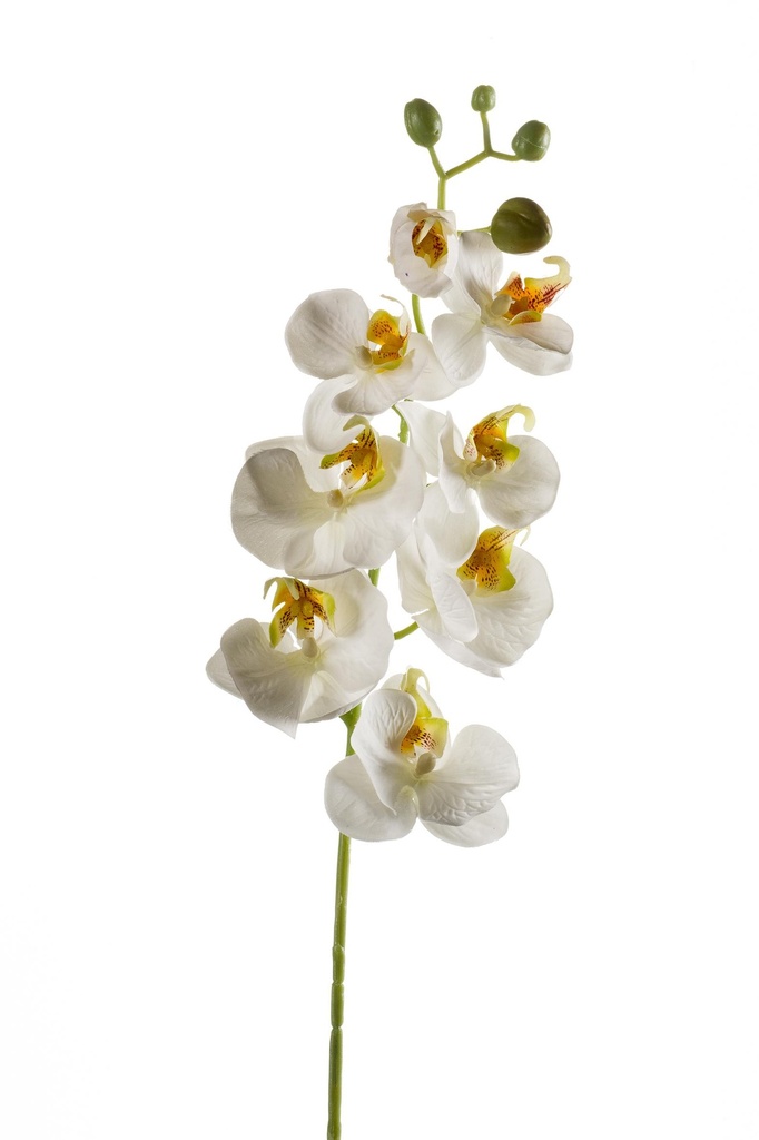 Phalaenopsis en branche artificiel