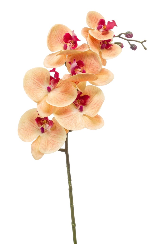 Phalaenopsis RT artificiel