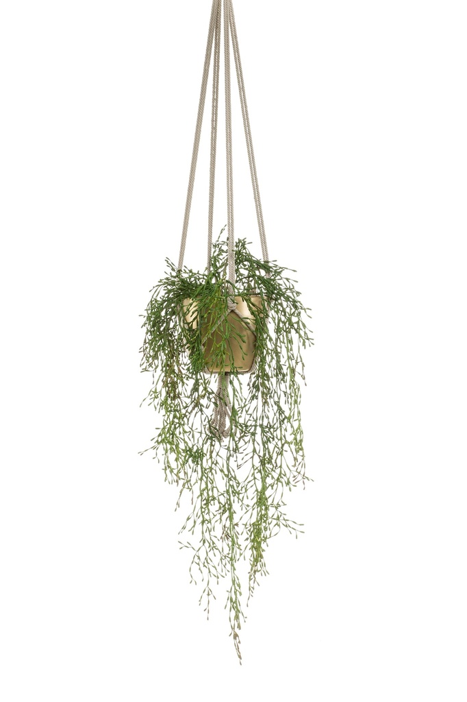 Rhipsalis à suspendre pot or artificiel