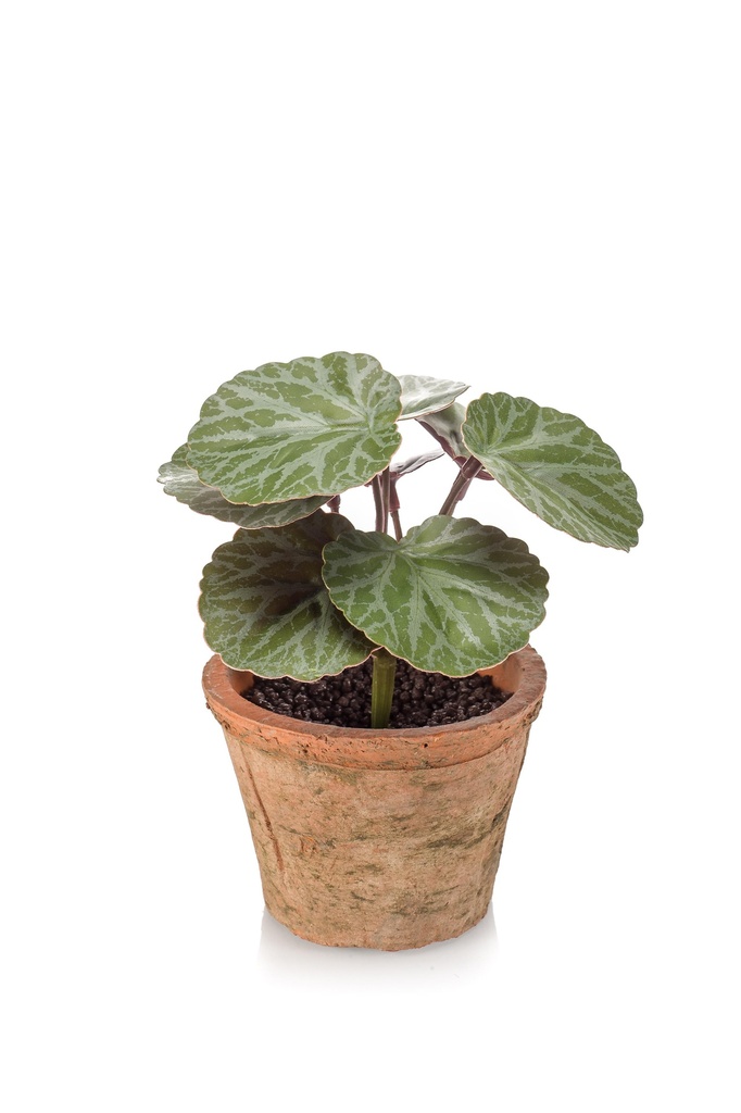 Saxifrage en pot antique artificiel