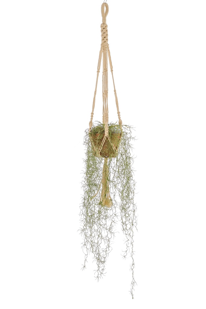 Tillandsia à suspendre pot or artificiel