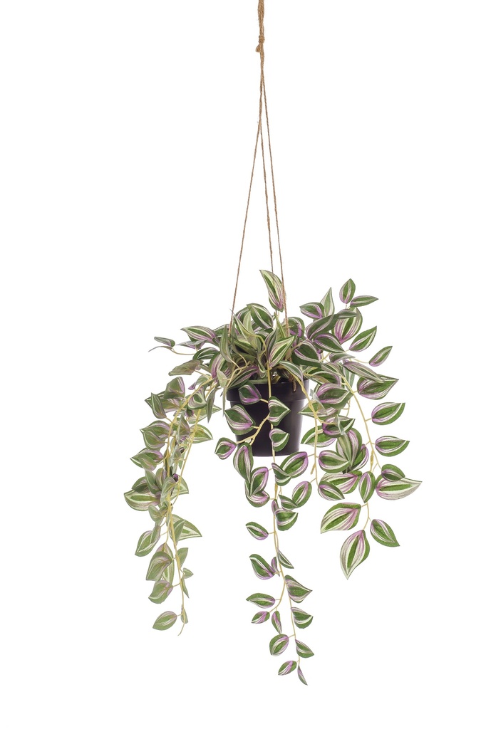 Tradescantia à suspendre pot or artificiel