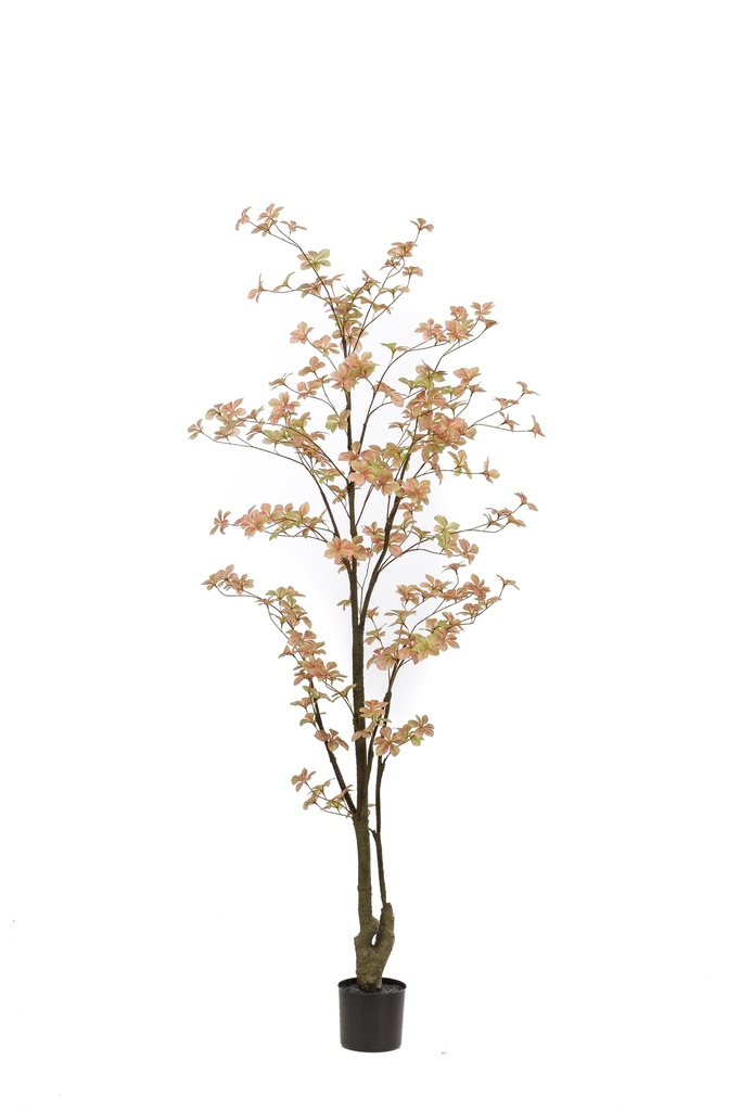 Tropaeolum pêche artificiel