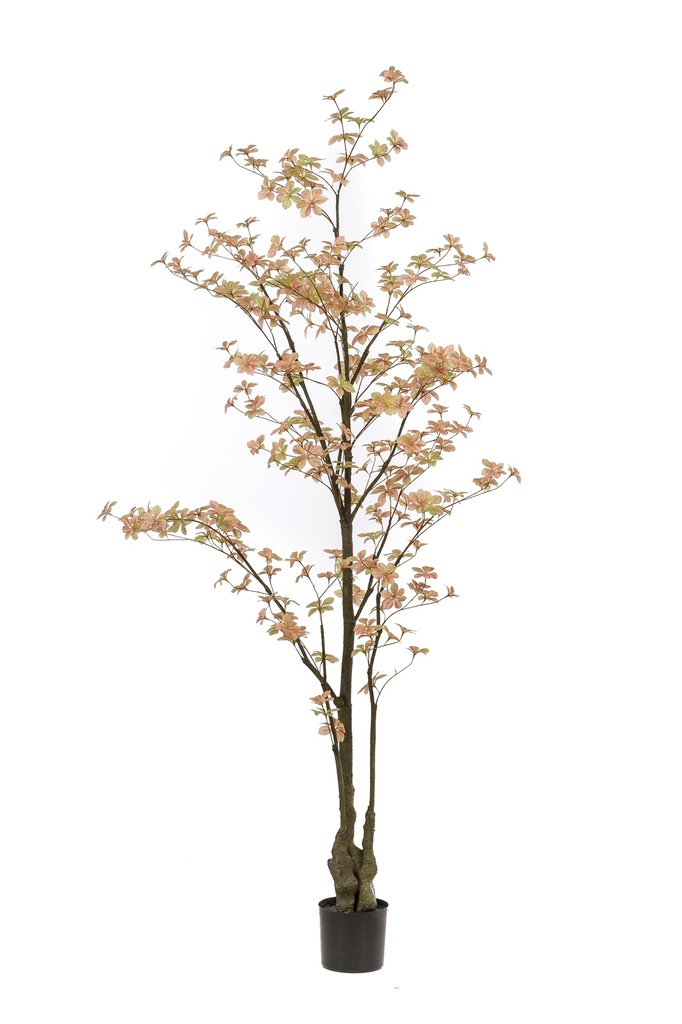 Tropaeolum pêche artificiel