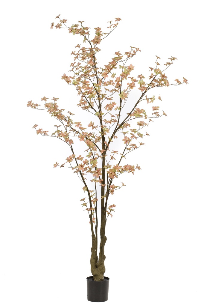 Tropaeolum pêche artificiel