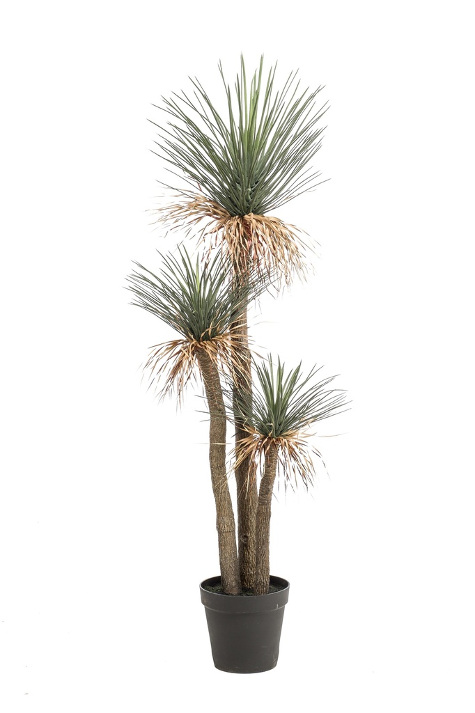 Yucca rostrata 3 troncs artificiel