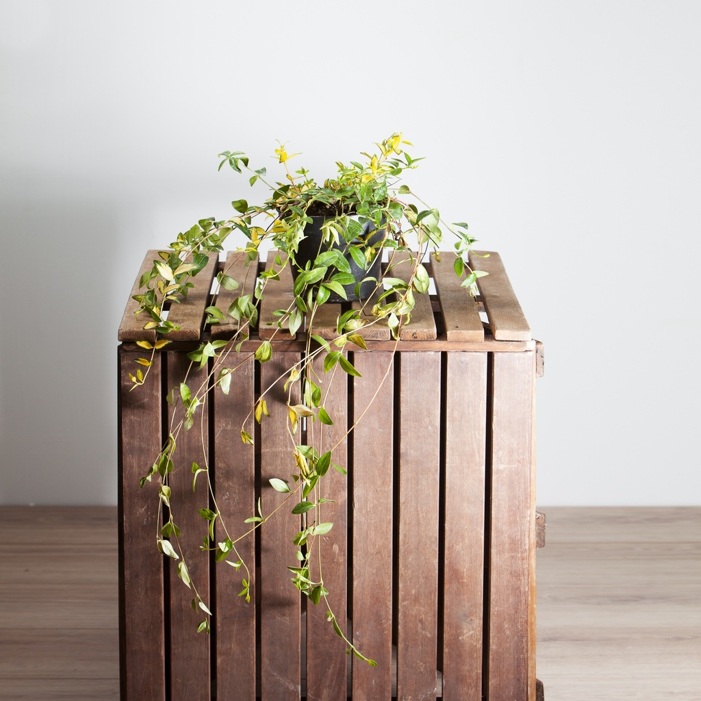 Vinca minor 'Illumination'