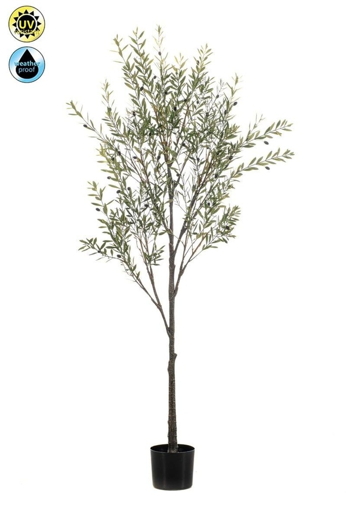 Olivier résistant UV artificiel