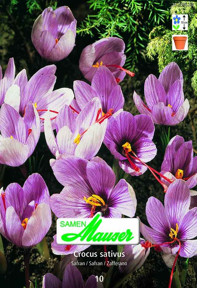 Crocus sativus Safran 10