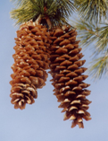 Pinus Lambertina extra