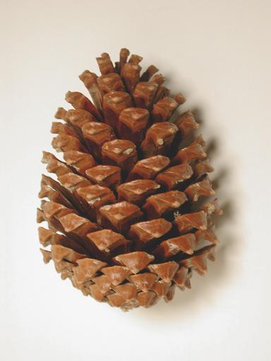 Pinus Maritima - Mixte