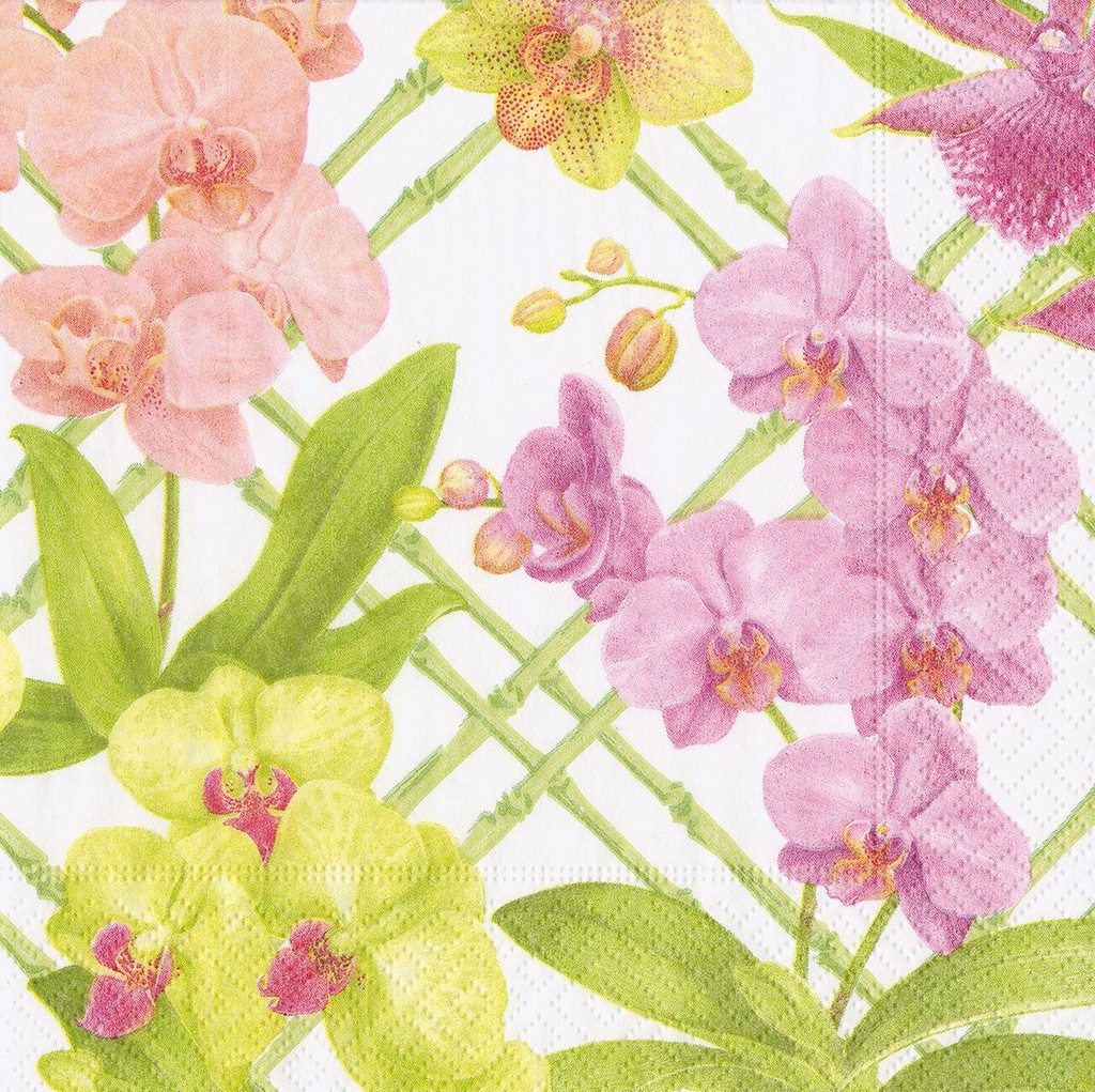 Serviettes Cocktail Orchid conservatory