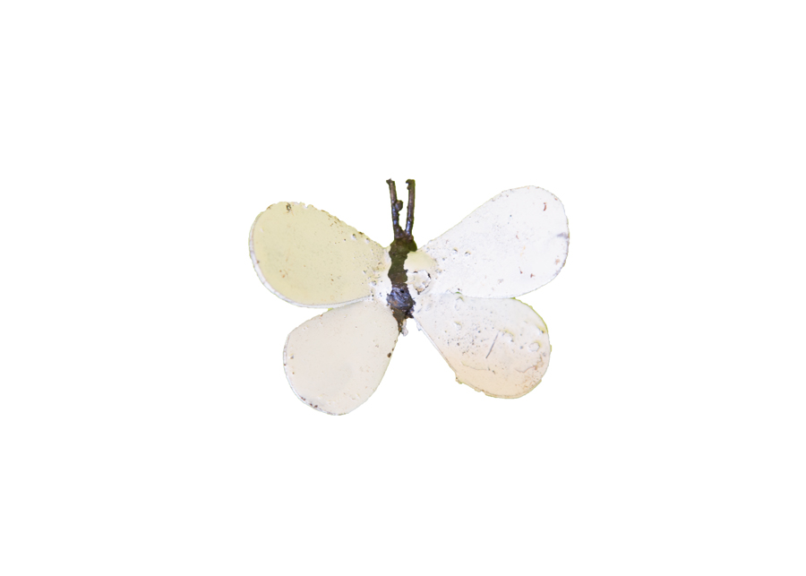 Papillon Blanc
