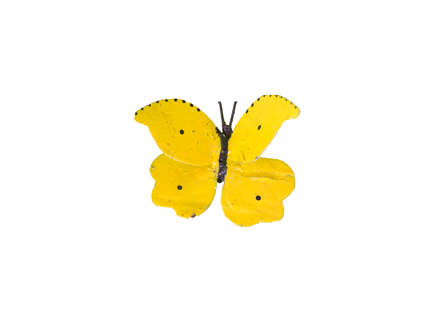 Papillon Jaune