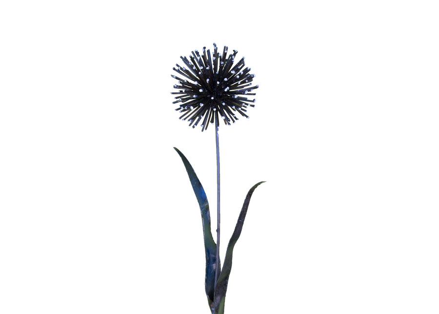 Fleur D'Ail