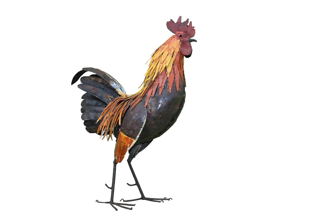 Coq Couleur
