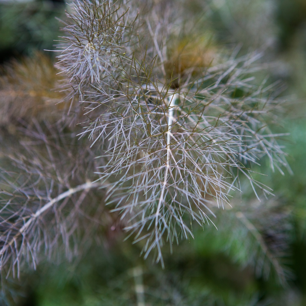 Fenouil à feuillage rouge