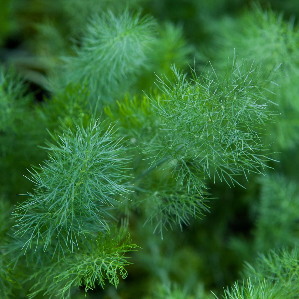 Fenouil à feuillage vert