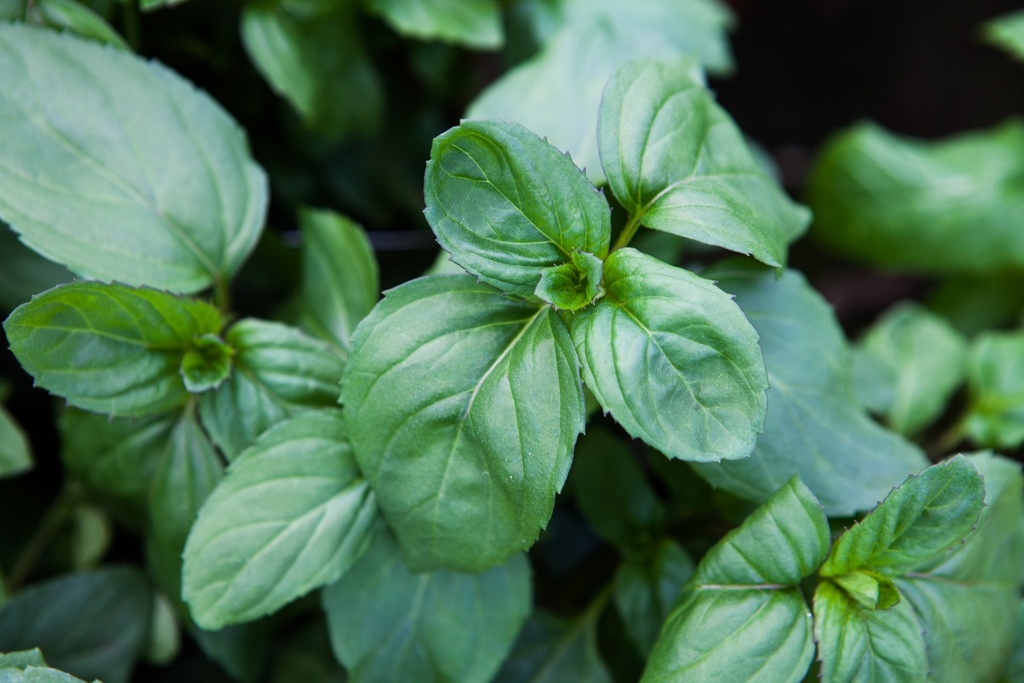 Menthe bergamote