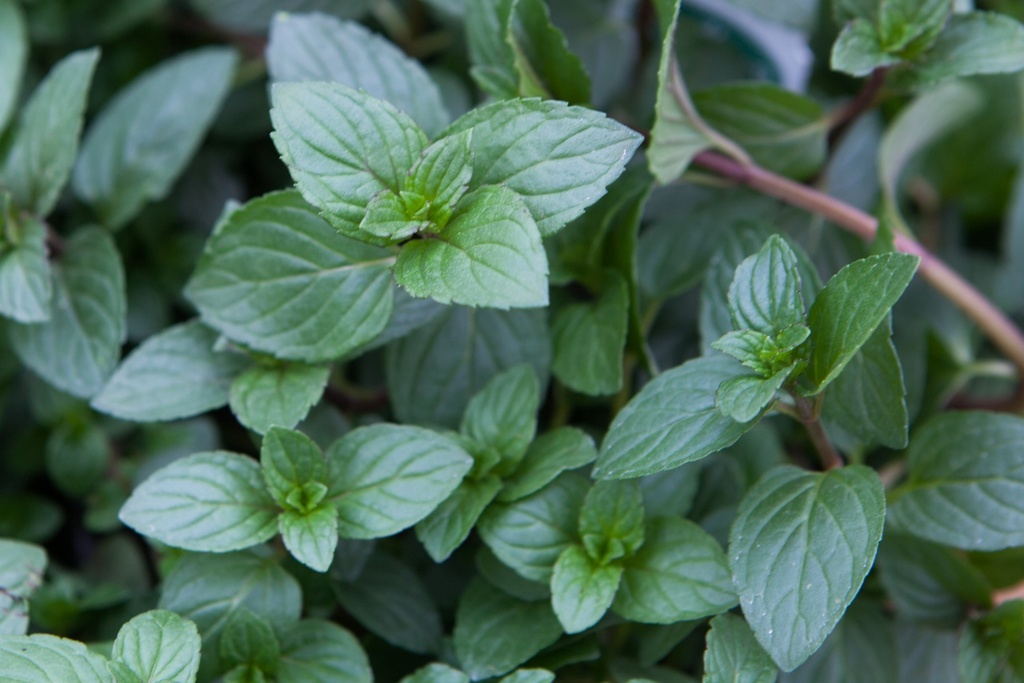 Menthe poivrée