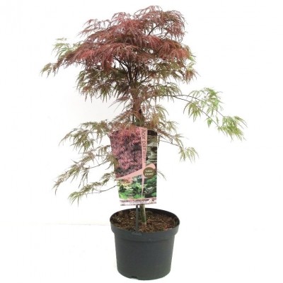 Acer palmatum 'Dissectum Inaba Shidare'