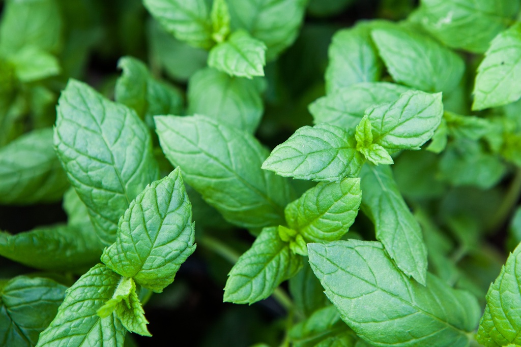 Menthe verte