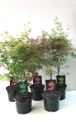 Acer palmatum