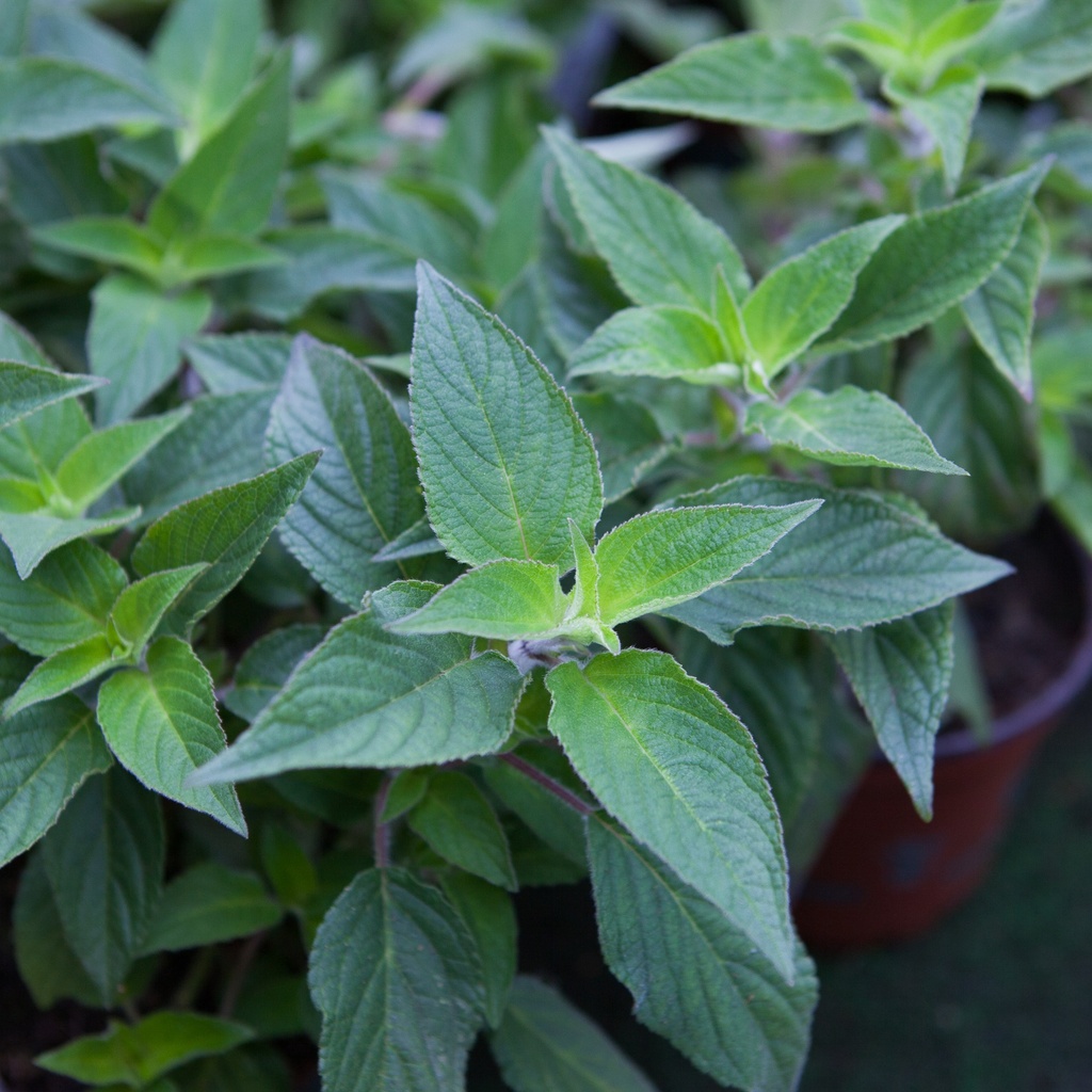 Salvia elegans 'Scarlet Pineapple'