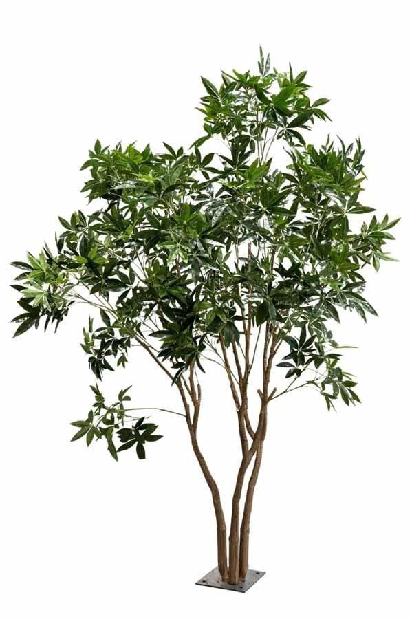 Pachira multitroncs artificiel