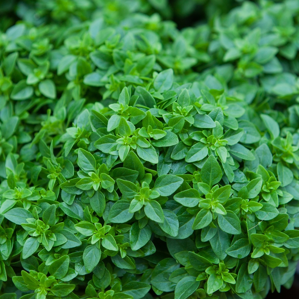 Basilic fin vert