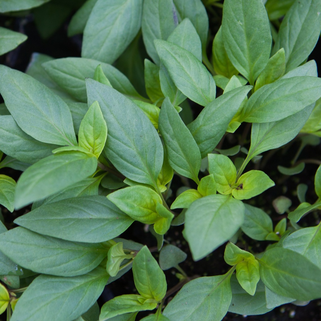 Basilic 'Thaï Siam Queen'