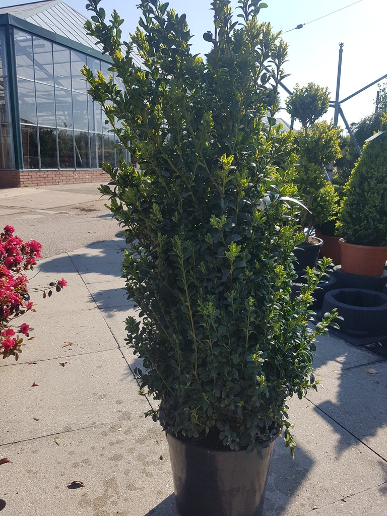 Buxus sempervirens