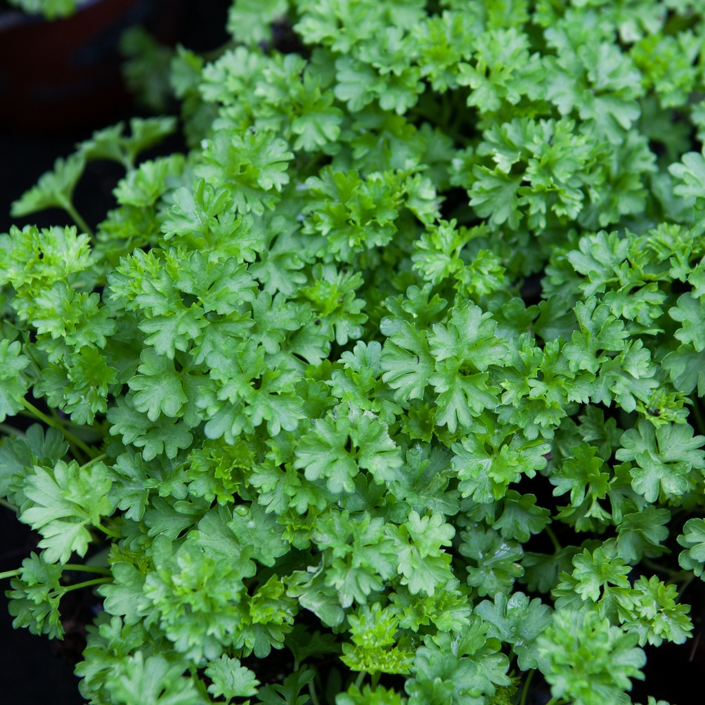 Persil frisé