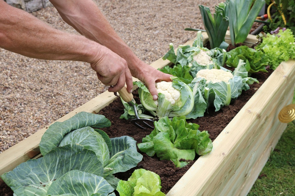 Grand Carré potager bas Dormeur