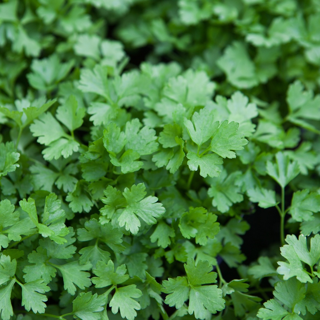 Persil plat italien