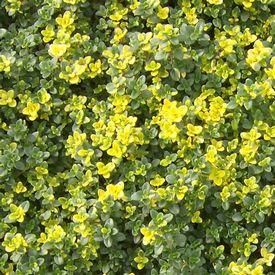 Thymus citriodorus 'Doone Valley'