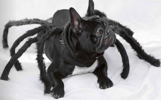 Harnais Spider L