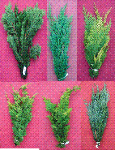 Verdure de décoration