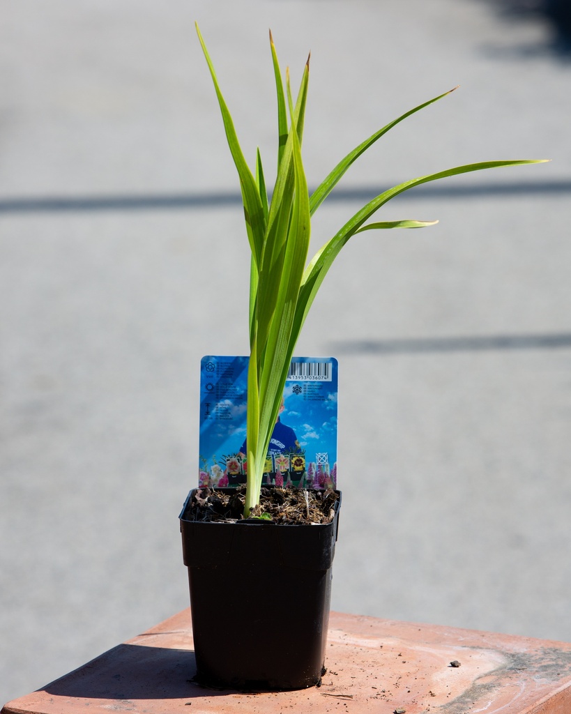 Hemerocallis 'Holiday Delight'